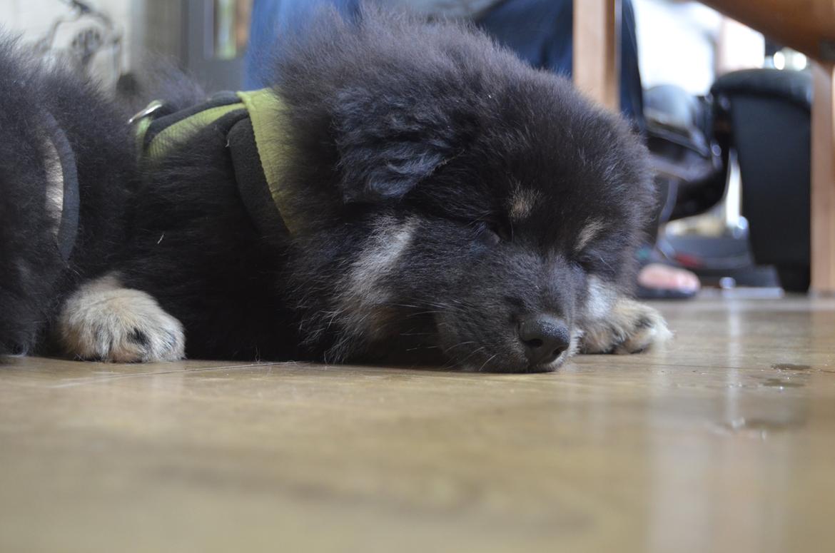 Finsk lapphund INTCH KBHV15 DKKV15 DKV16 Dreamlapin's Ainu billede 37