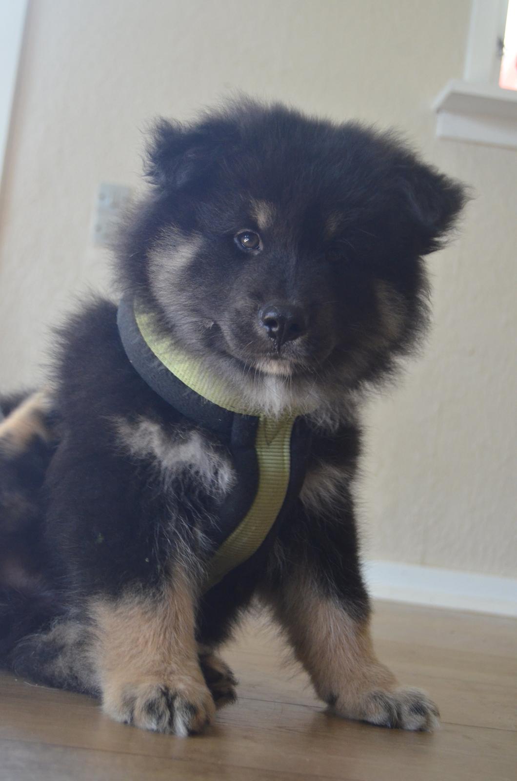 Finsk lapphund INTCH KBHV15 DKKV15 DKV16 Dreamlapin's Ainu billede 39