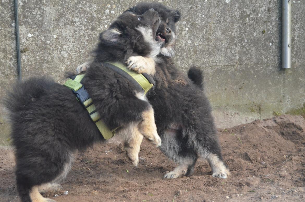 Finsk lapphund INTCH KBHV15 DKKV15 DKV16 Dreamlapin's Ainu billede 40