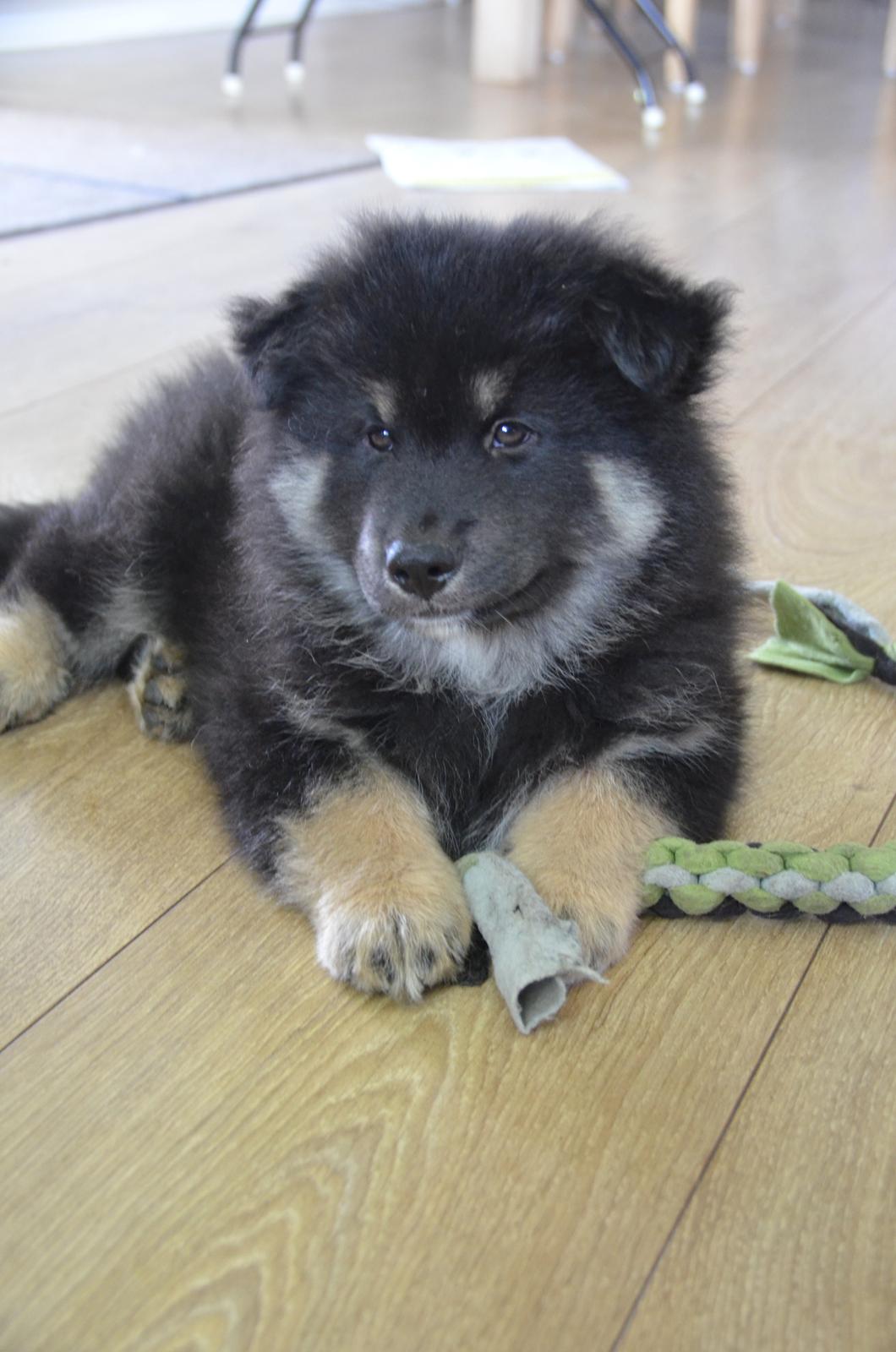 Finsk lapphund INTCH KBHV15 DKKV15 DKV16 Dreamlapin's Ainu billede 41