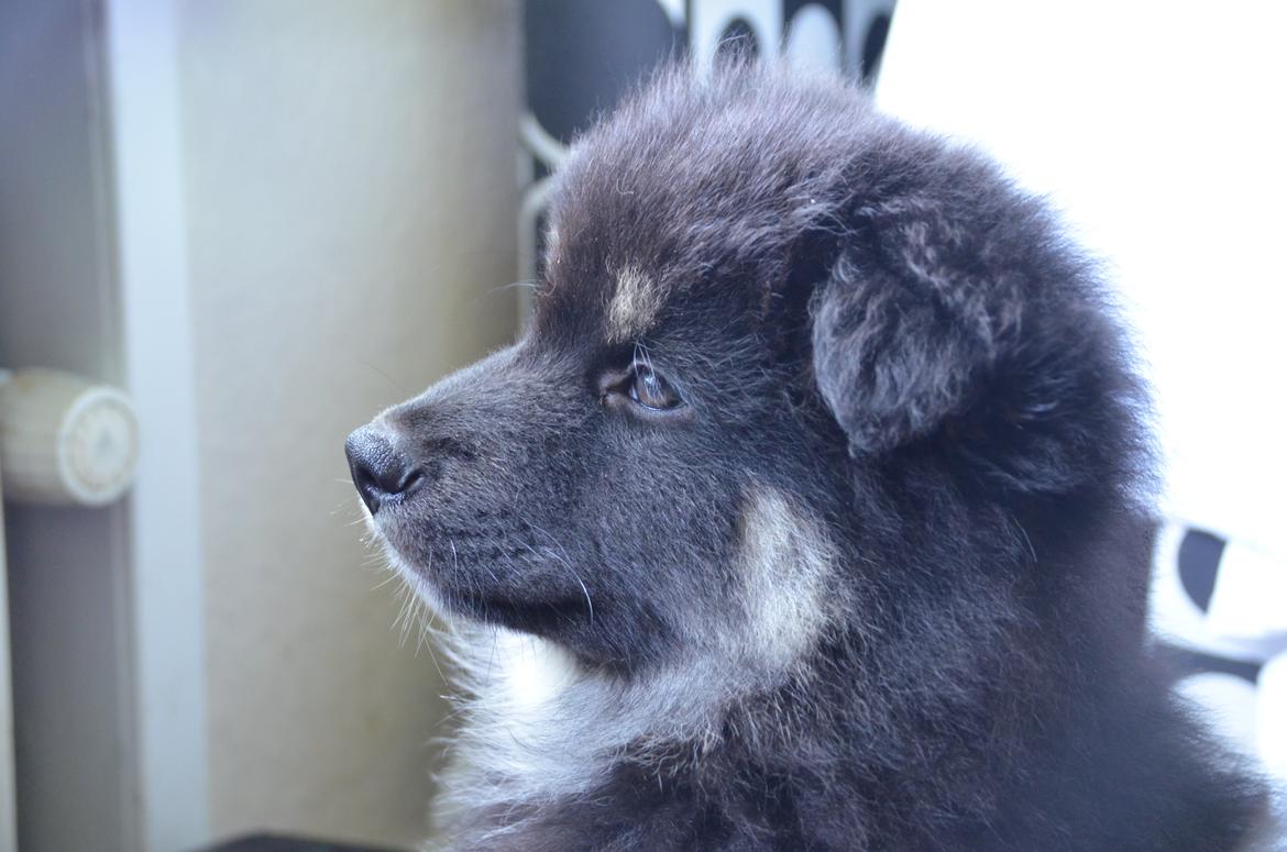 Finsk lapphund INTCH KBHV15 DKKV15 DKV16 Dreamlapin's Ainu billede 42