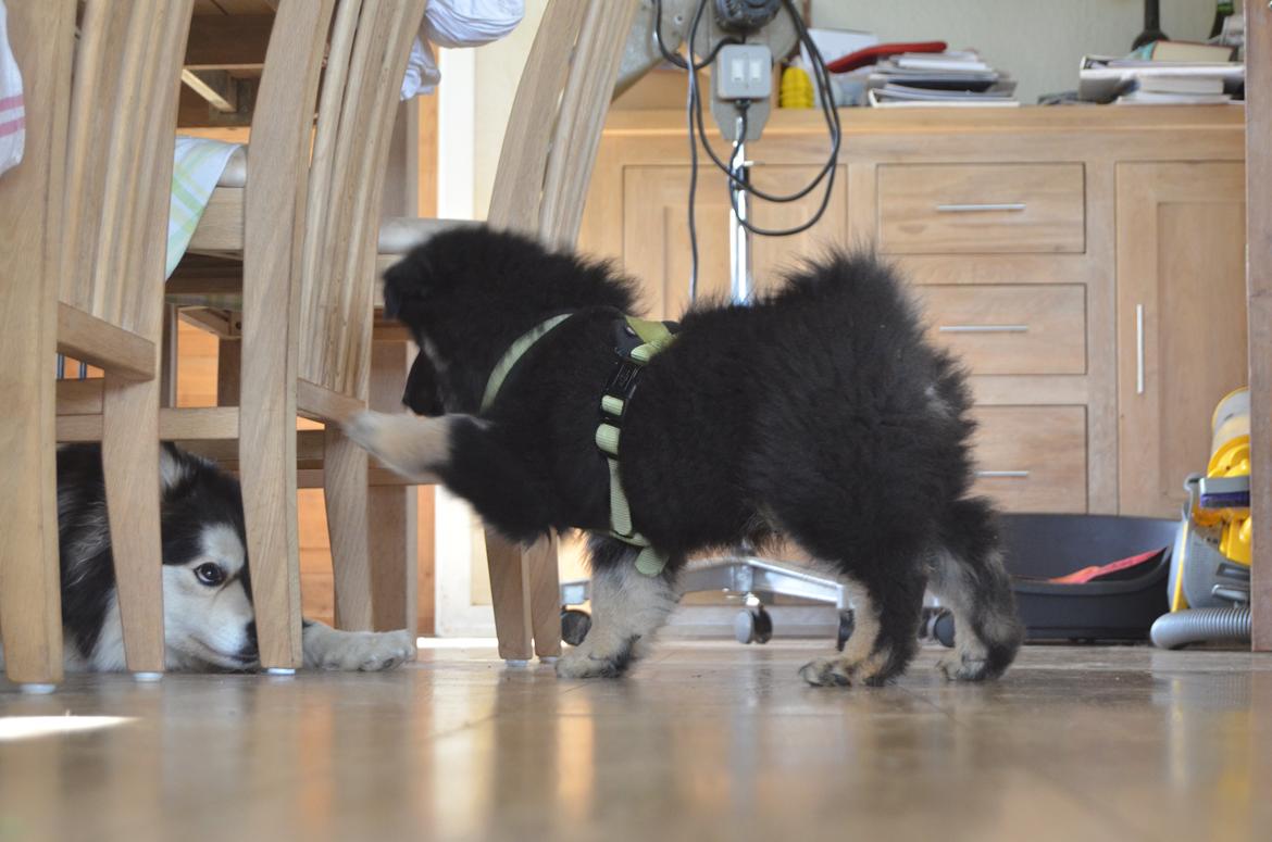 Finsk lapphund INTCH KBHV15 DKKV15 DKV16 Dreamlapin's Ainu billede 38