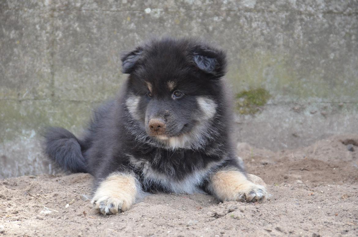 Finsk lapphund INTCH KBHV15 DKKV15 DKV16 Dreamlapin's Ainu billede 44