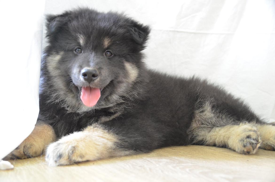 Finsk lapphund INTCH KBHV15 DKKV15 DKV16 Dreamlapin's Ainu billede 35