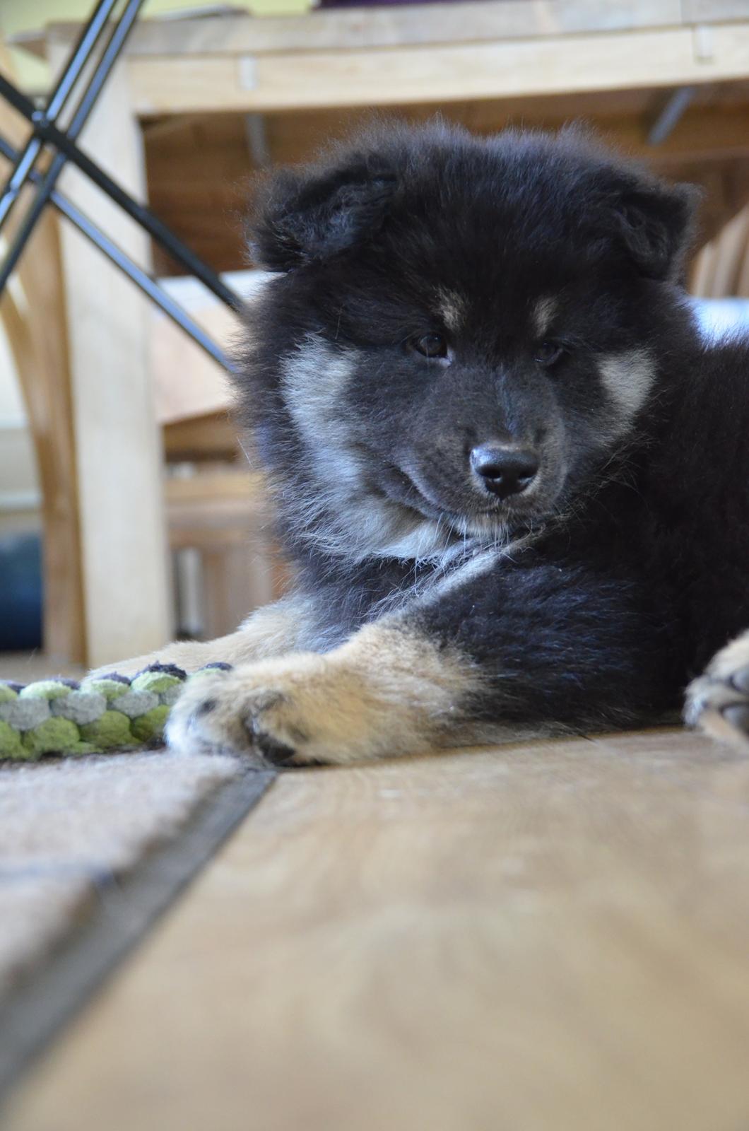 Finsk lapphund INTCH KBHV15 DKKV15 DKV16 Dreamlapin's Ainu billede 45
