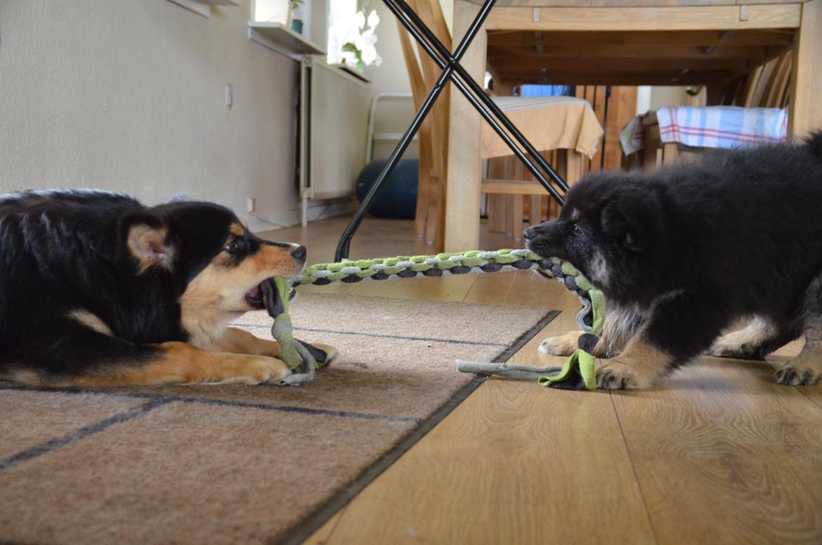 Finsk lapphund INTCH KBHV15 DKKV15 DKV16 Dreamlapin's Ainu billede 43