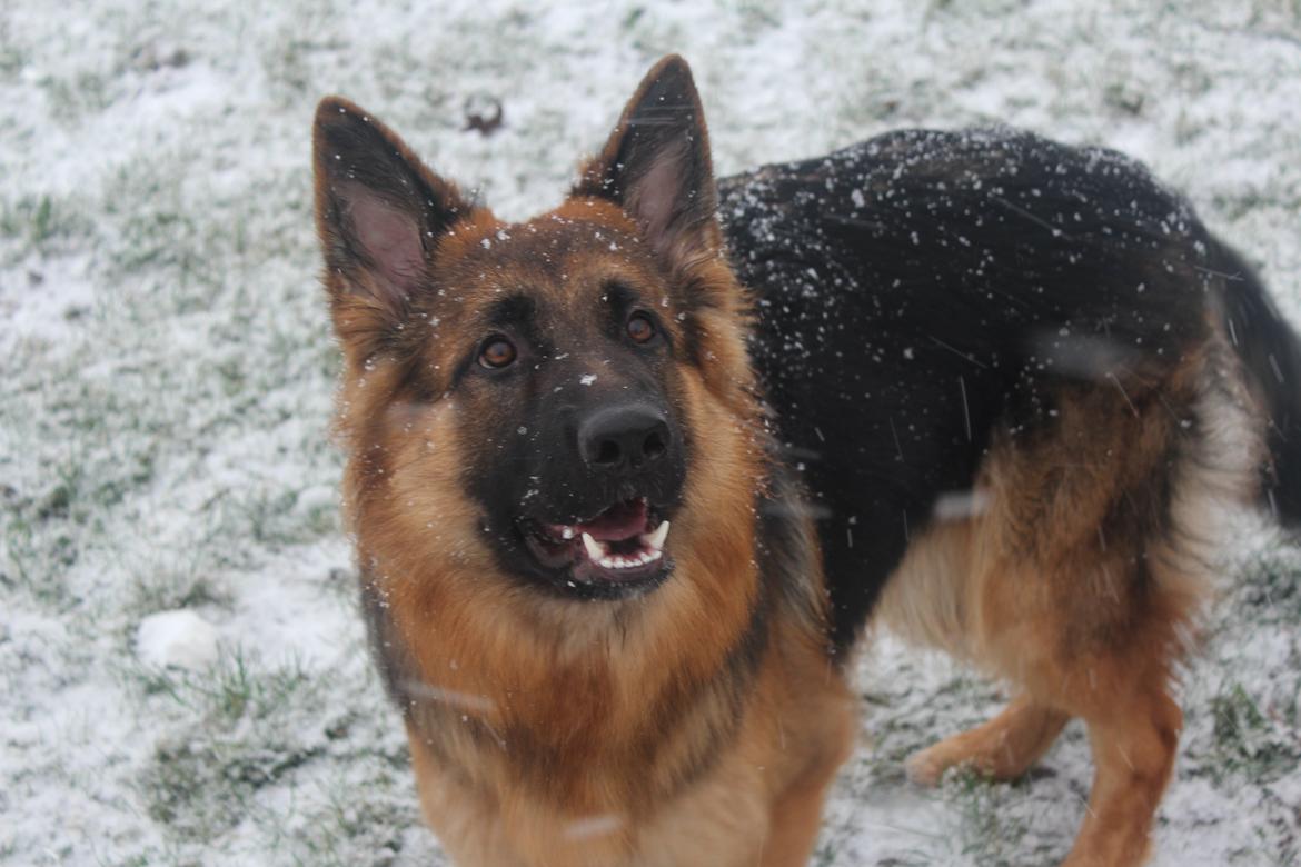 Schæferhund Nellie billede 1