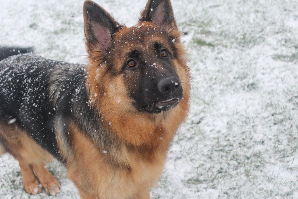 Schæferhund Nellie billede 3