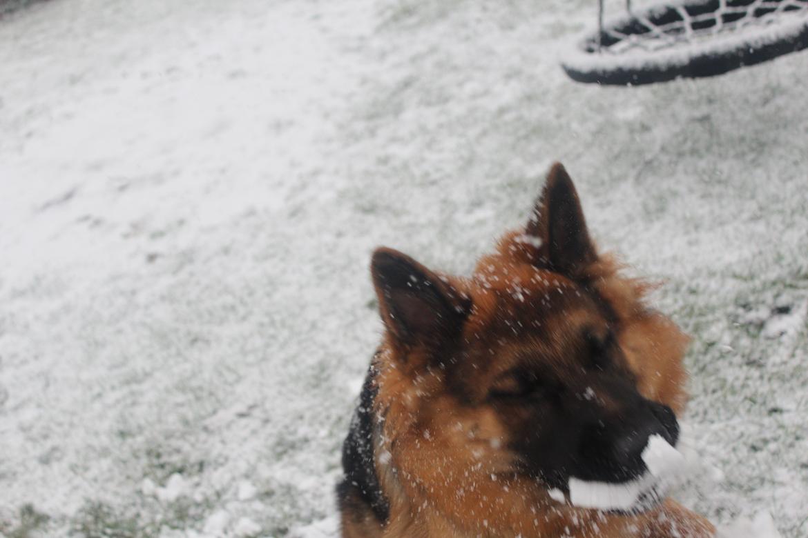 Schæferhund Nellie billede 4