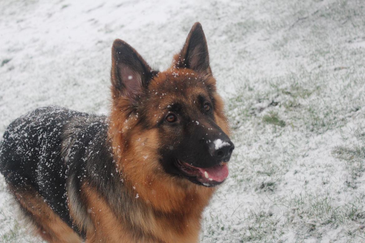 Schæferhund Nellie billede 5