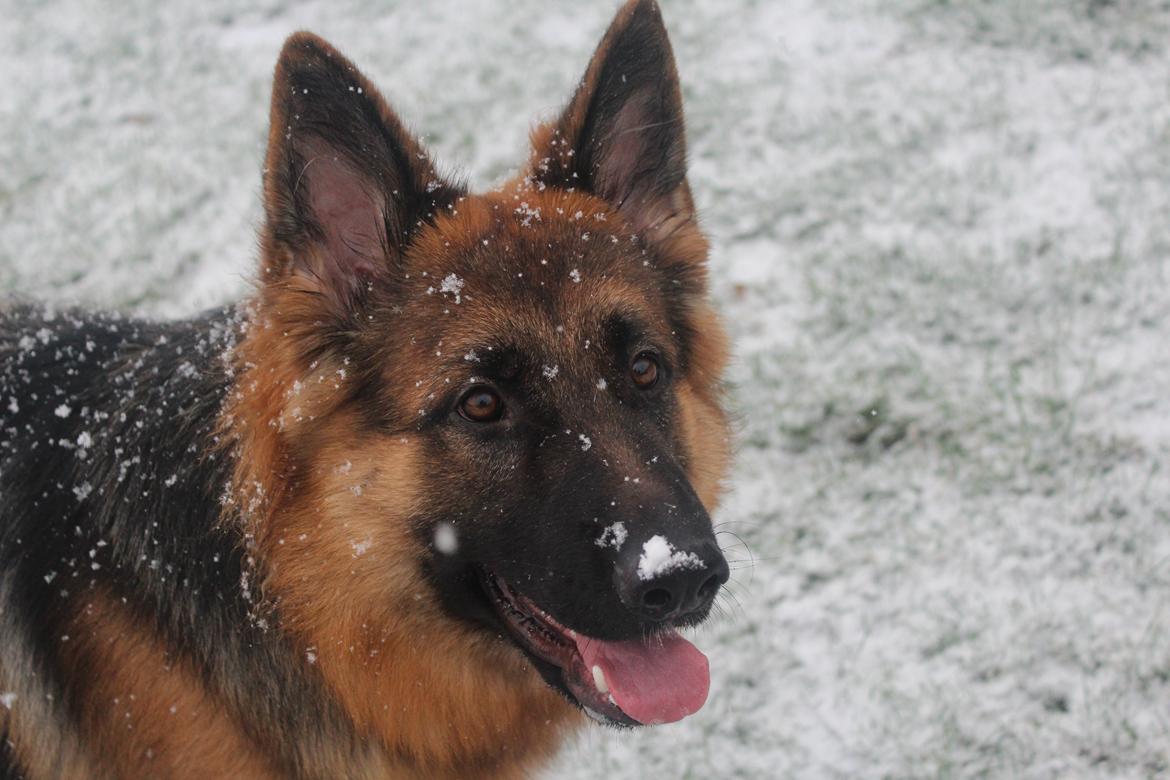 Schæferhund Nellie billede 6