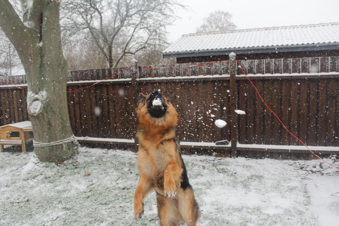 Schæferhund Nellie billede 8