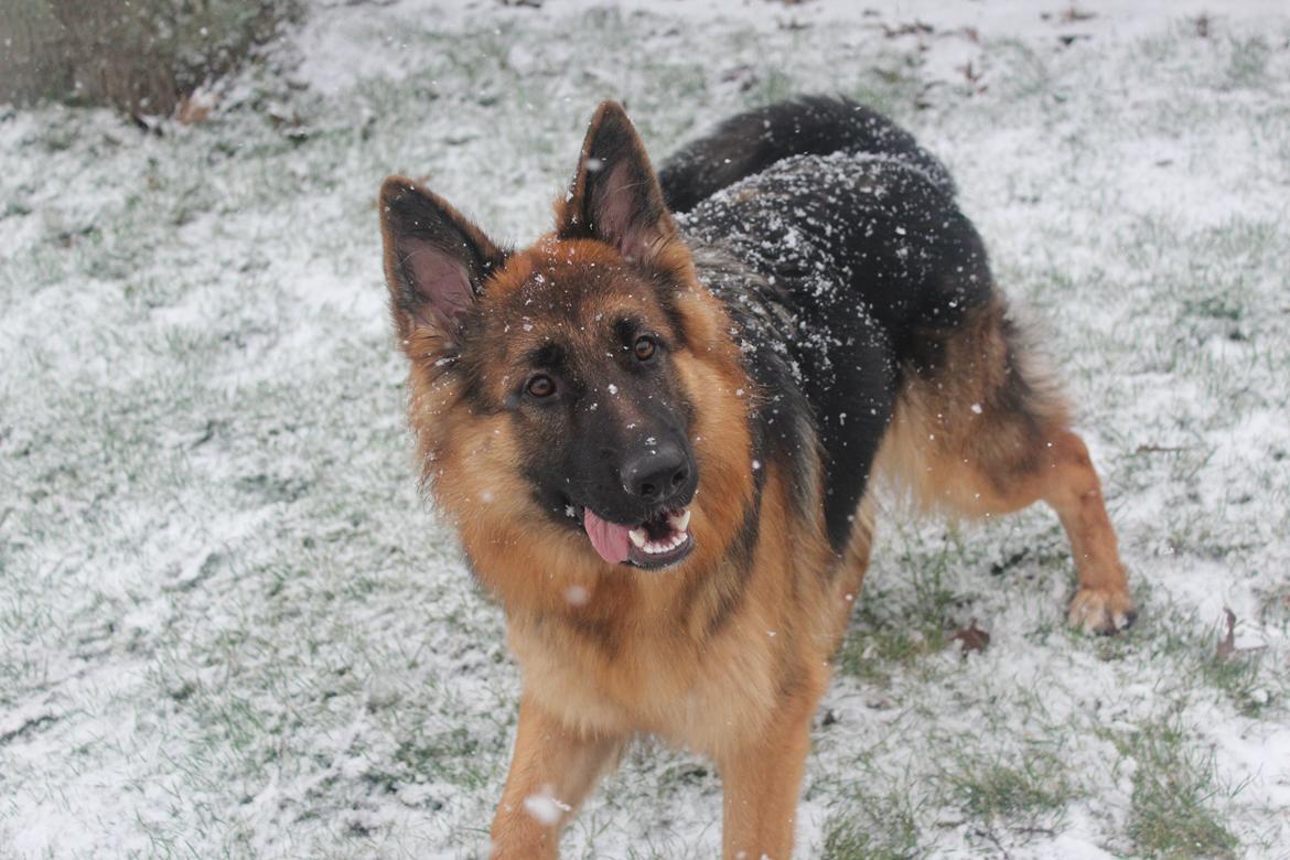 Schæferhund Nellie billede 9