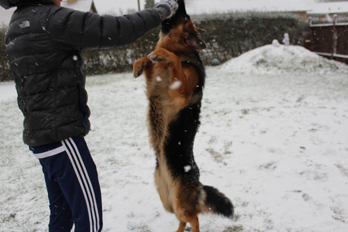 Schæferhund Nellie billede 10