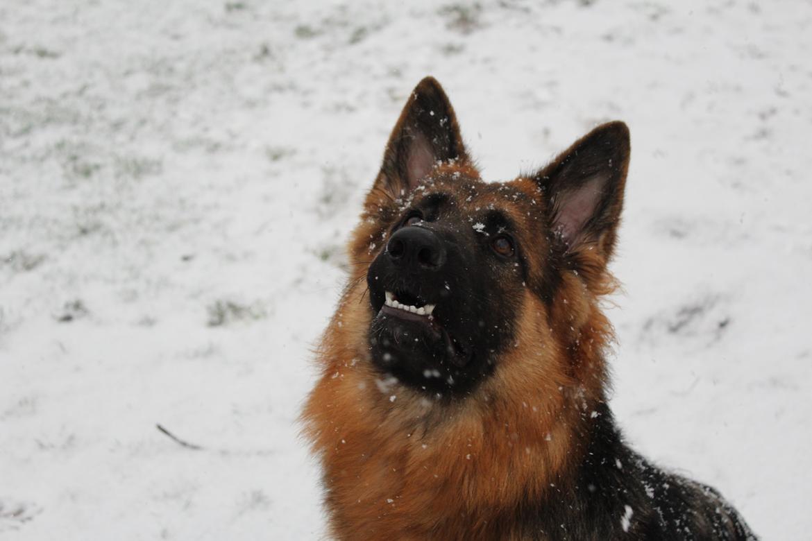 Schæferhund Nellie billede 11