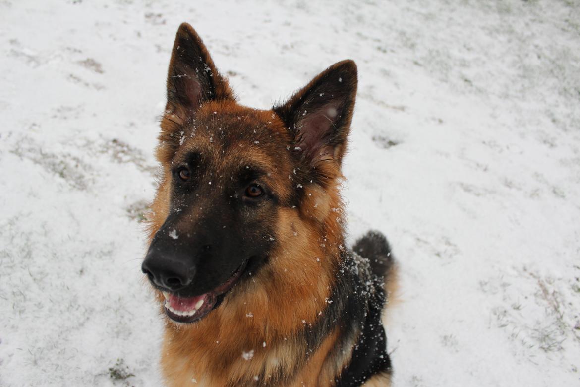 Schæferhund Nellie billede 12