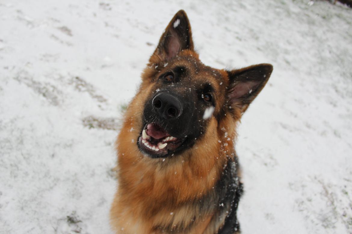 Schæferhund Nellie billede 13