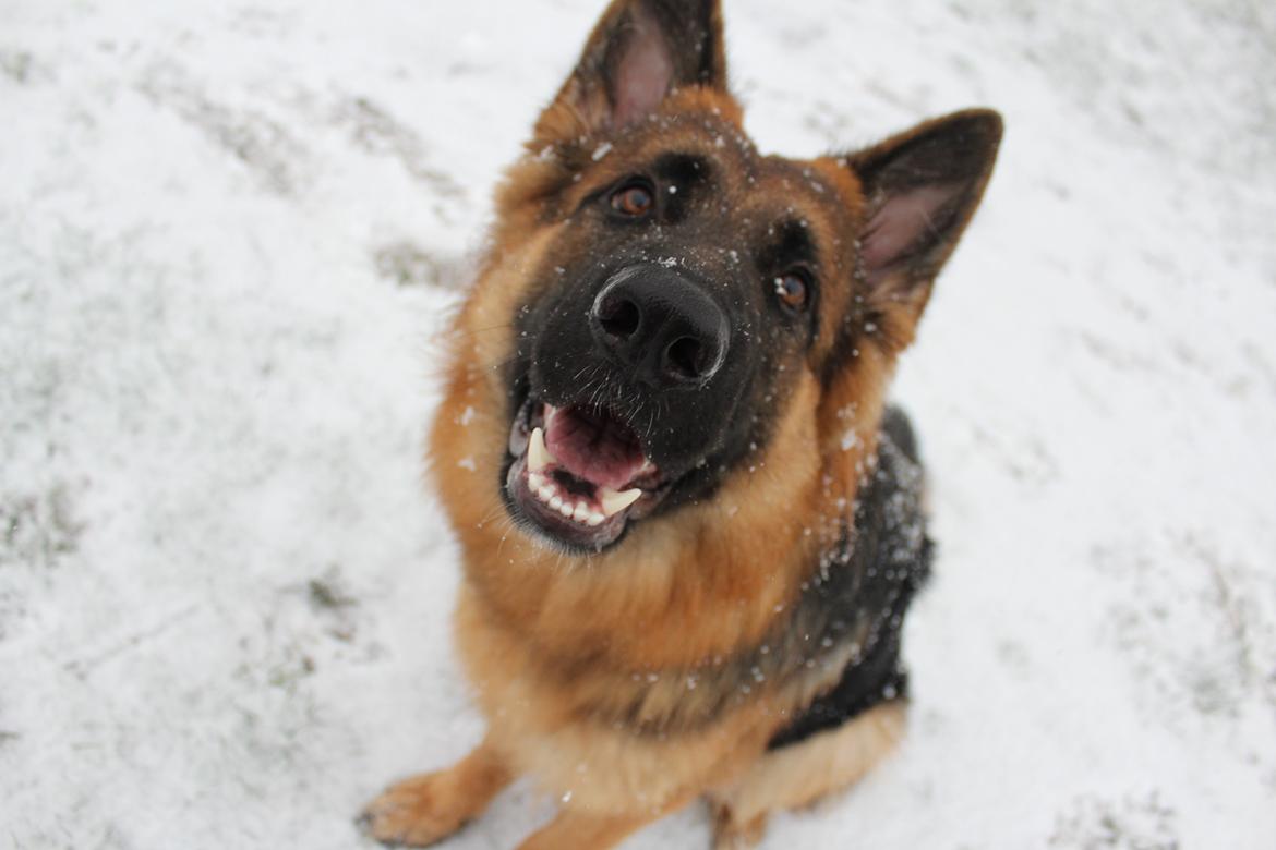 Schæferhund Nellie billede 14