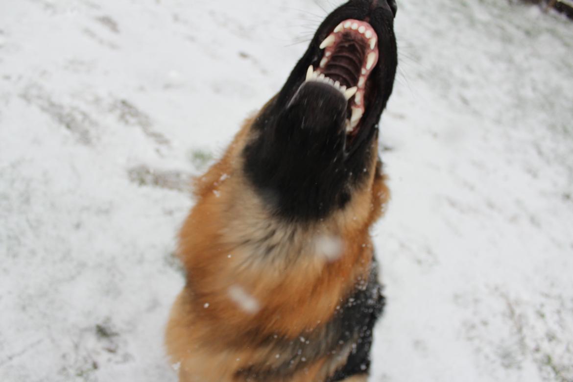 Schæferhund Nellie billede 15