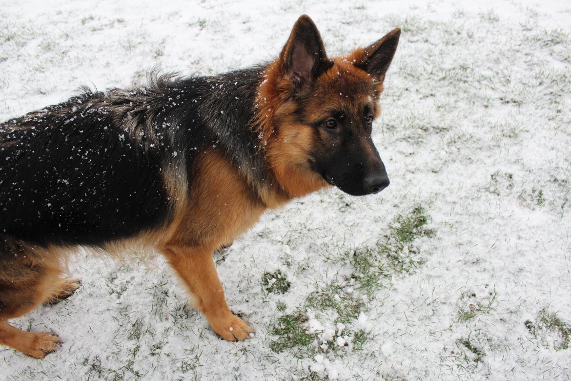 Schæferhund Nellie billede 17