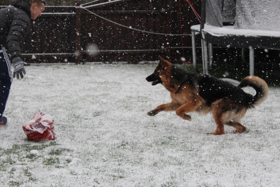 Schæferhund Nellie billede 18