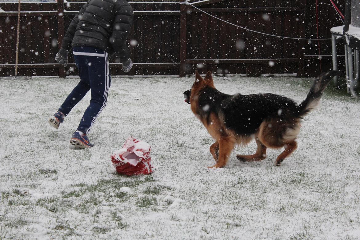 Schæferhund Nellie billede 19