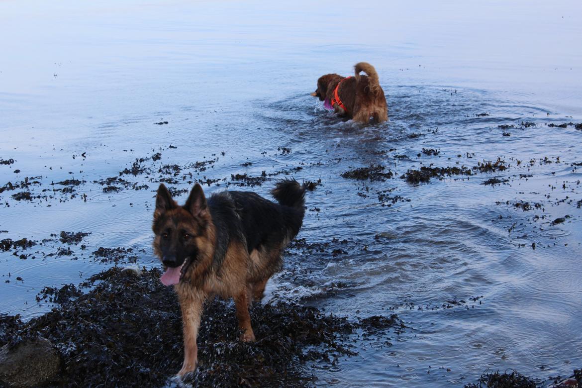 Schæferhund Nellie billede 20