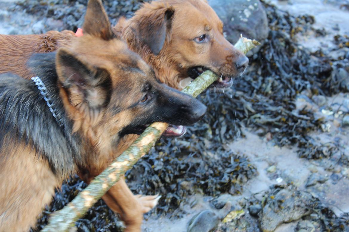 Schæferhund Nellie billede 21