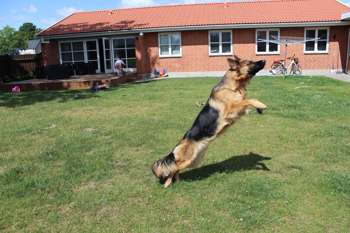 Schæferhund Nellie billede 24