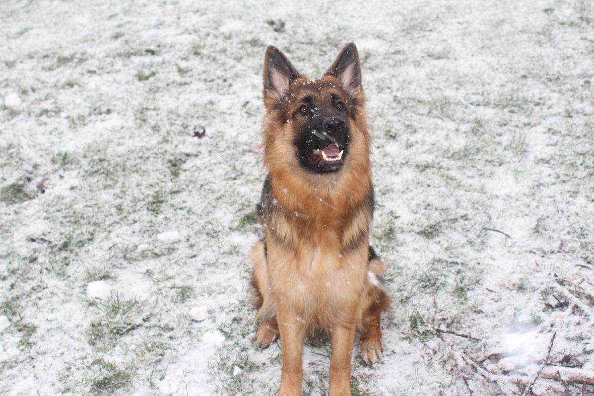 Schæferhund Nellie billede 2