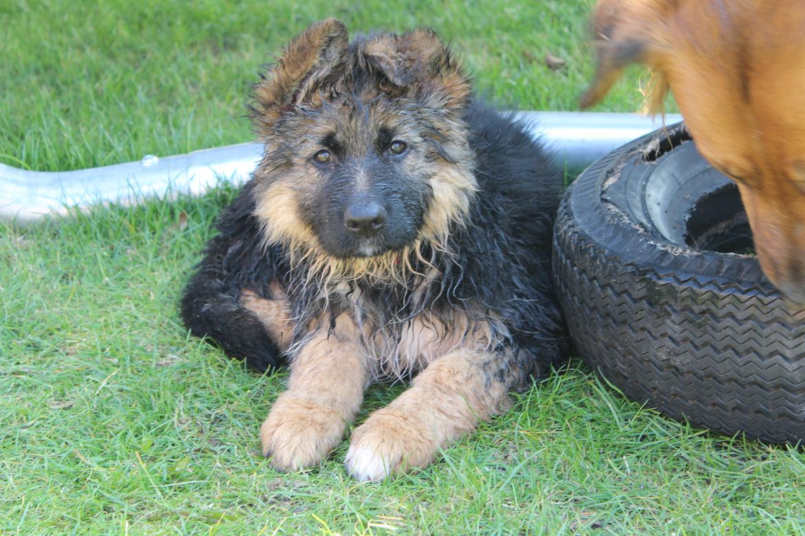 Schæferhund Nellie billede 28