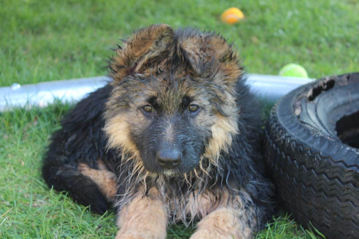 Schæferhund Nellie billede 29