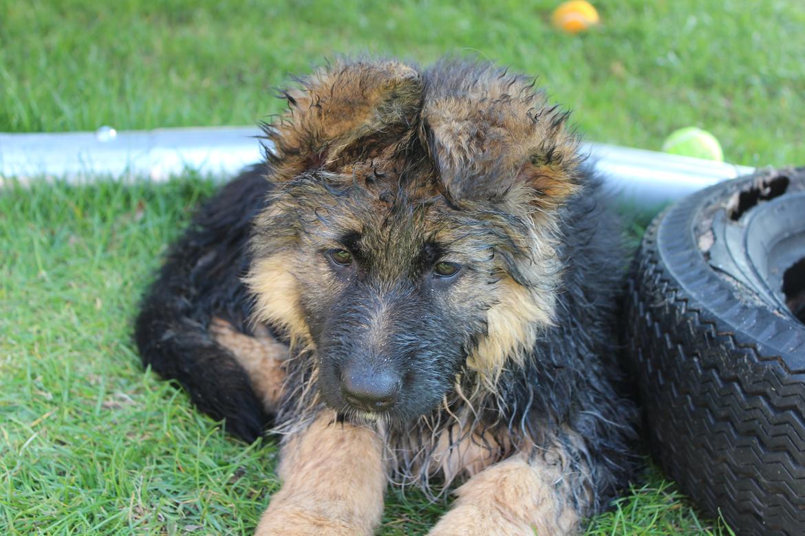 Schæferhund Nellie billede 30