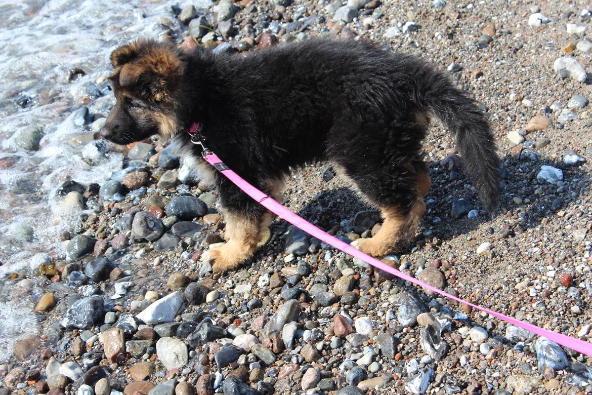 Schæferhund Nellie billede 27