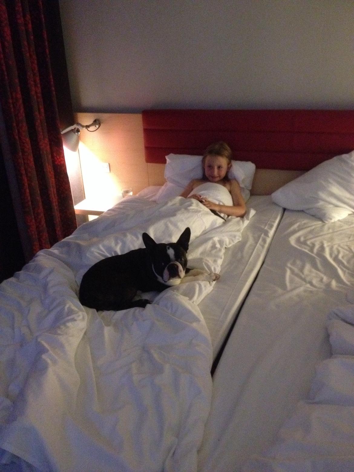 Boston terrier Multi-CH Westlund As Good As It Gets aka Pepsi billede 47