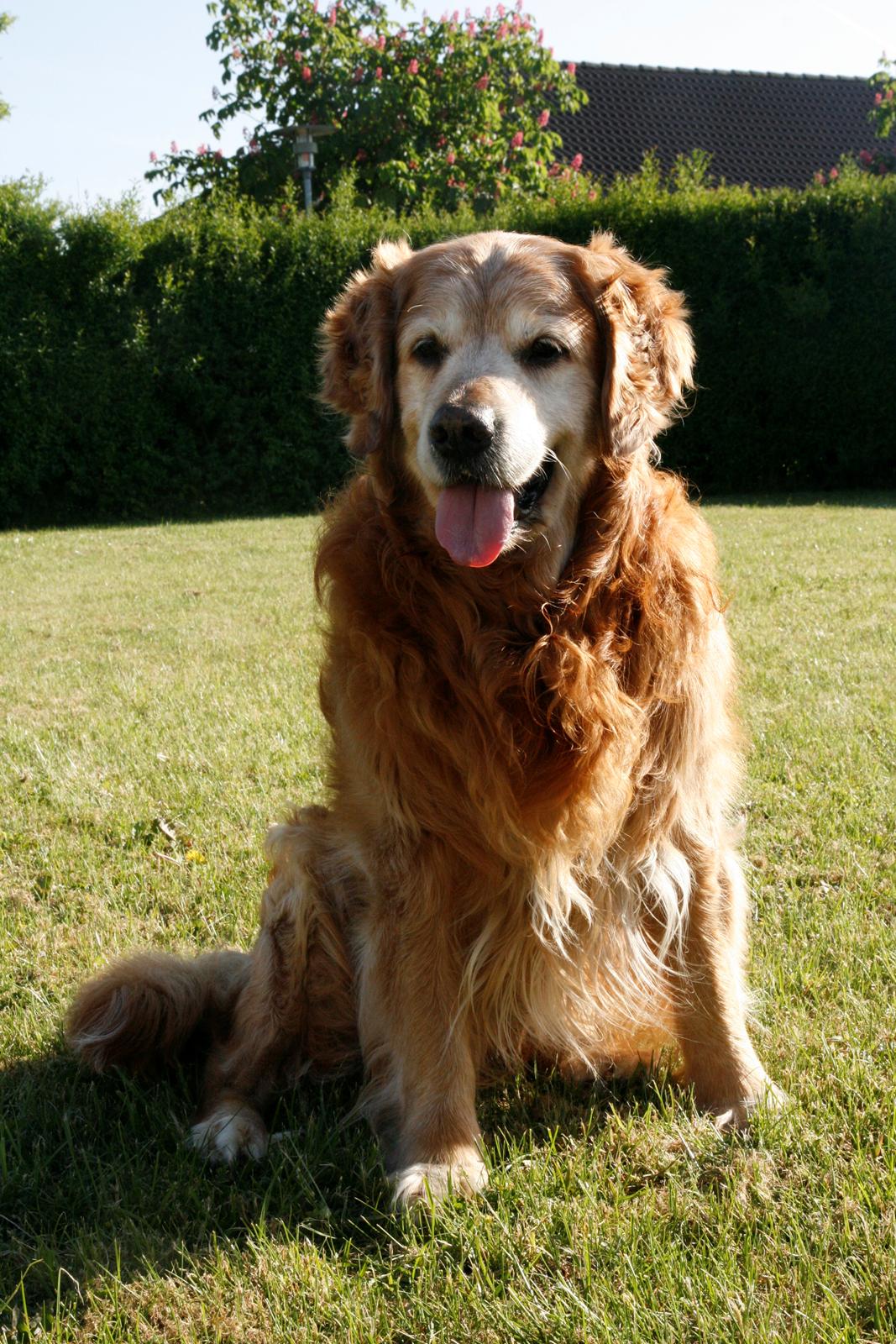 Golden retriever Buller billede 22