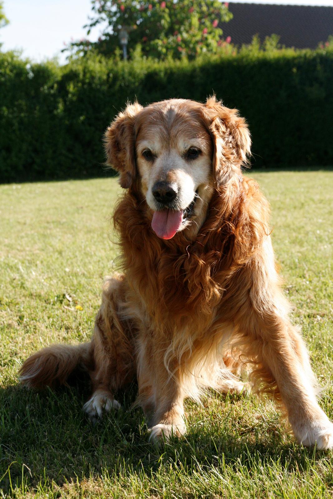 Golden retriever Buller - Min bedste Bulls, lige knap 12 år gammel <3 billede 1