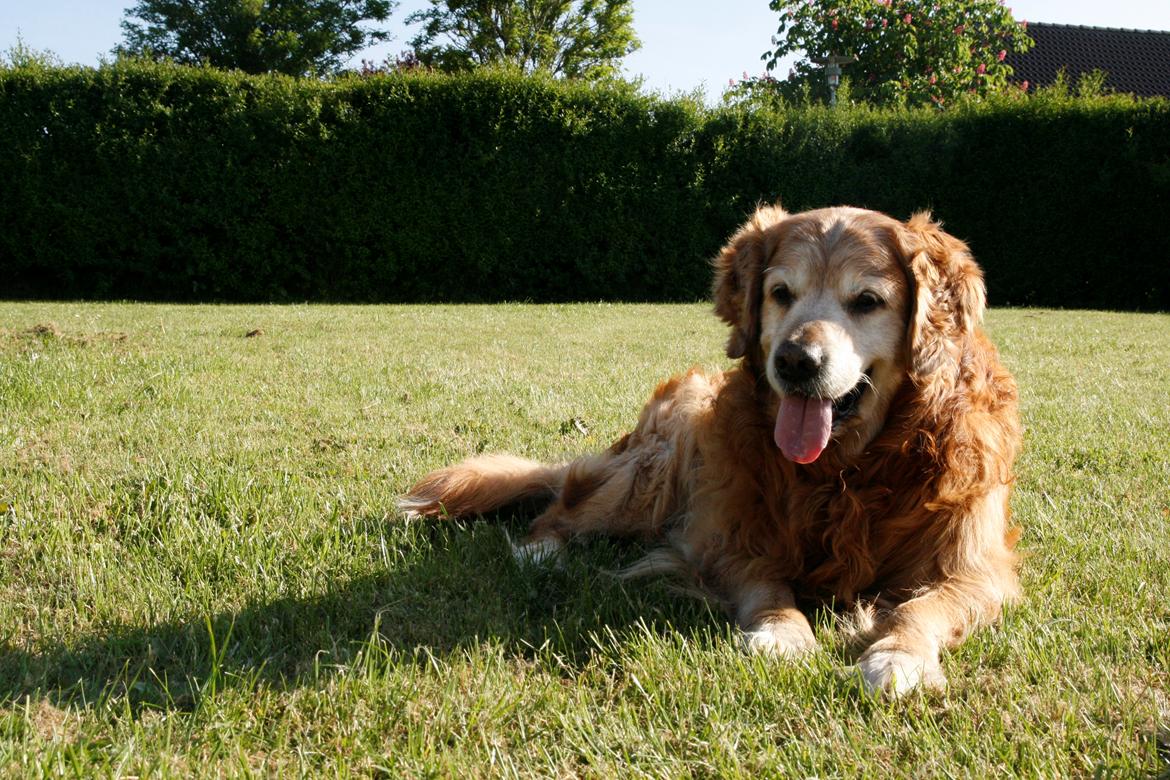 Golden retriever Buller billede 24