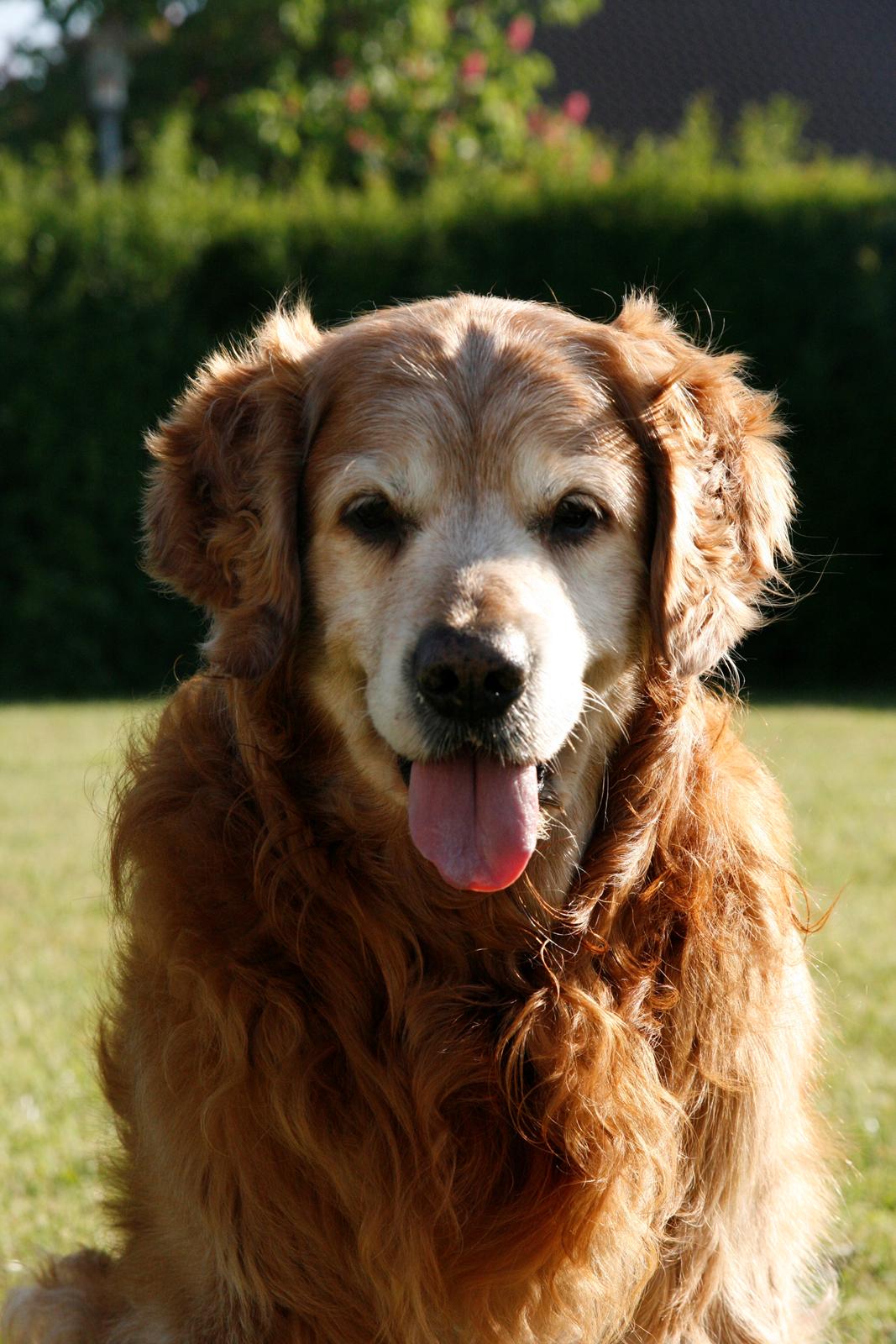 Golden retriever Buller billede 23