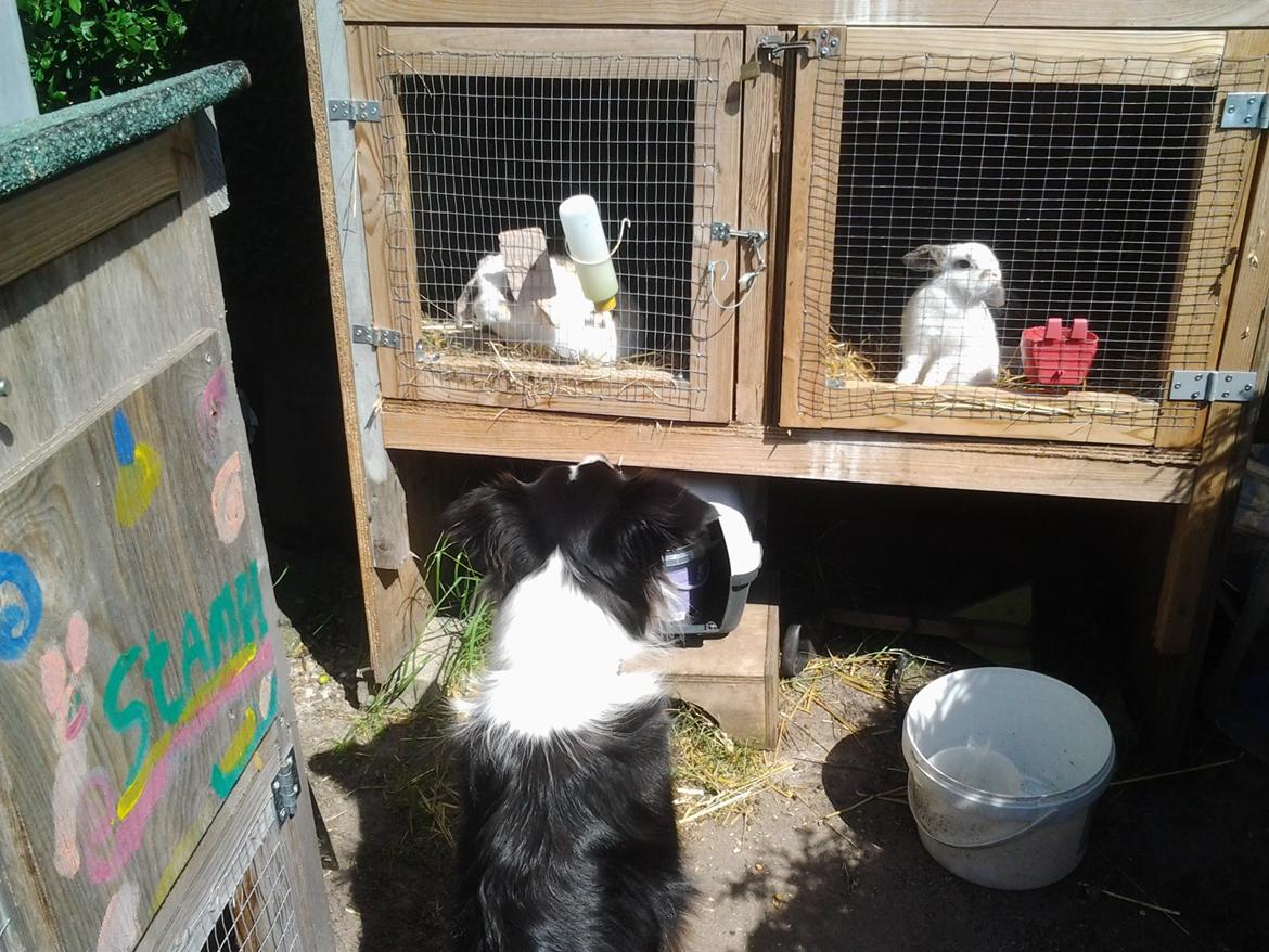 Border collie Kato - Kato holder vagt oppe ved Stampe og Vanilla mine tidligere kaniner billede 7