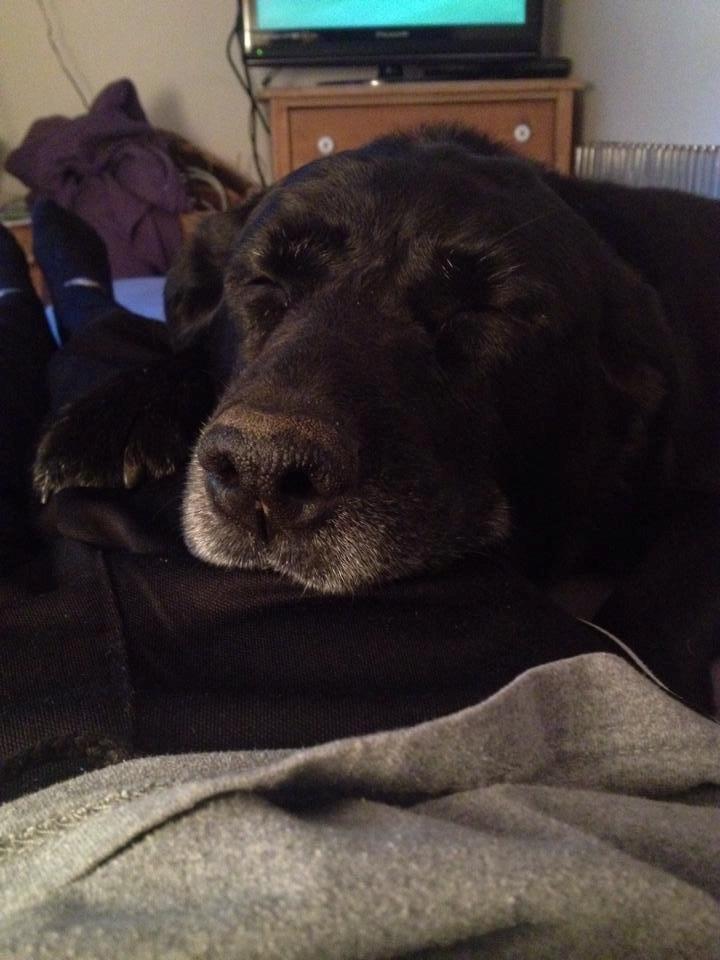 Labrador retriever Newton <3 - Newton blev træt efter en lang dag i haven  billede 25