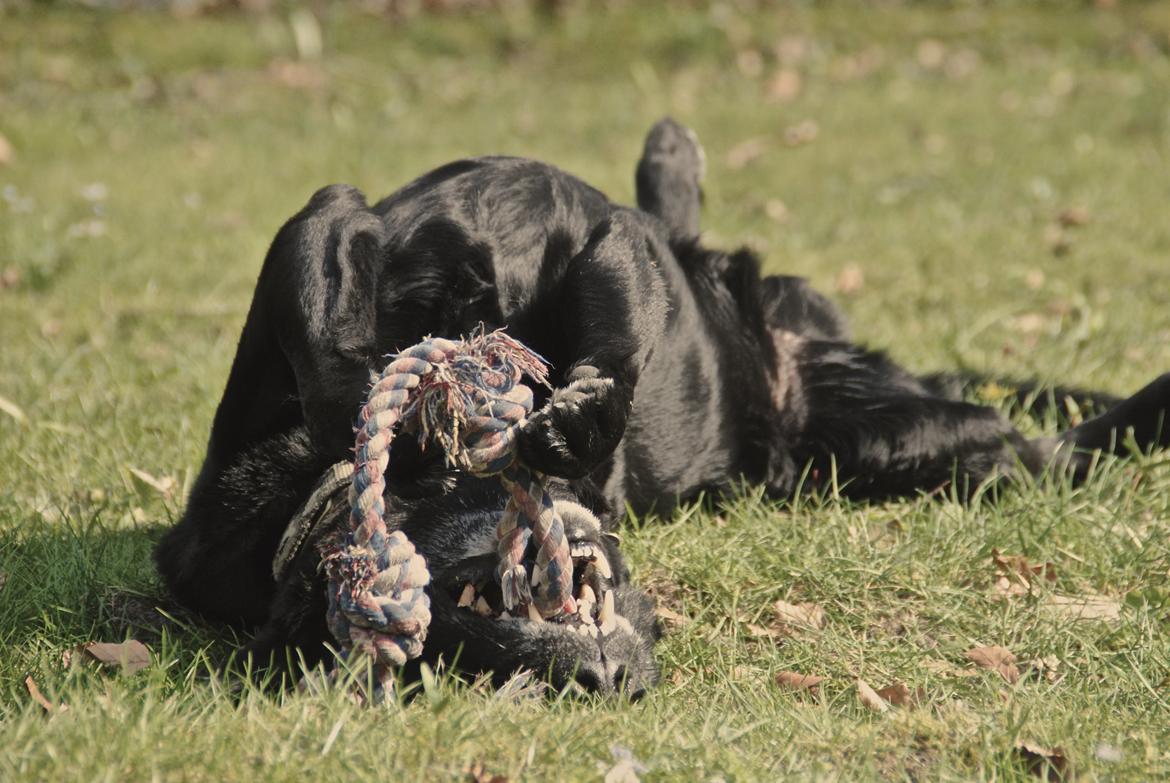 Labrador retriever Newton <3 billede 5