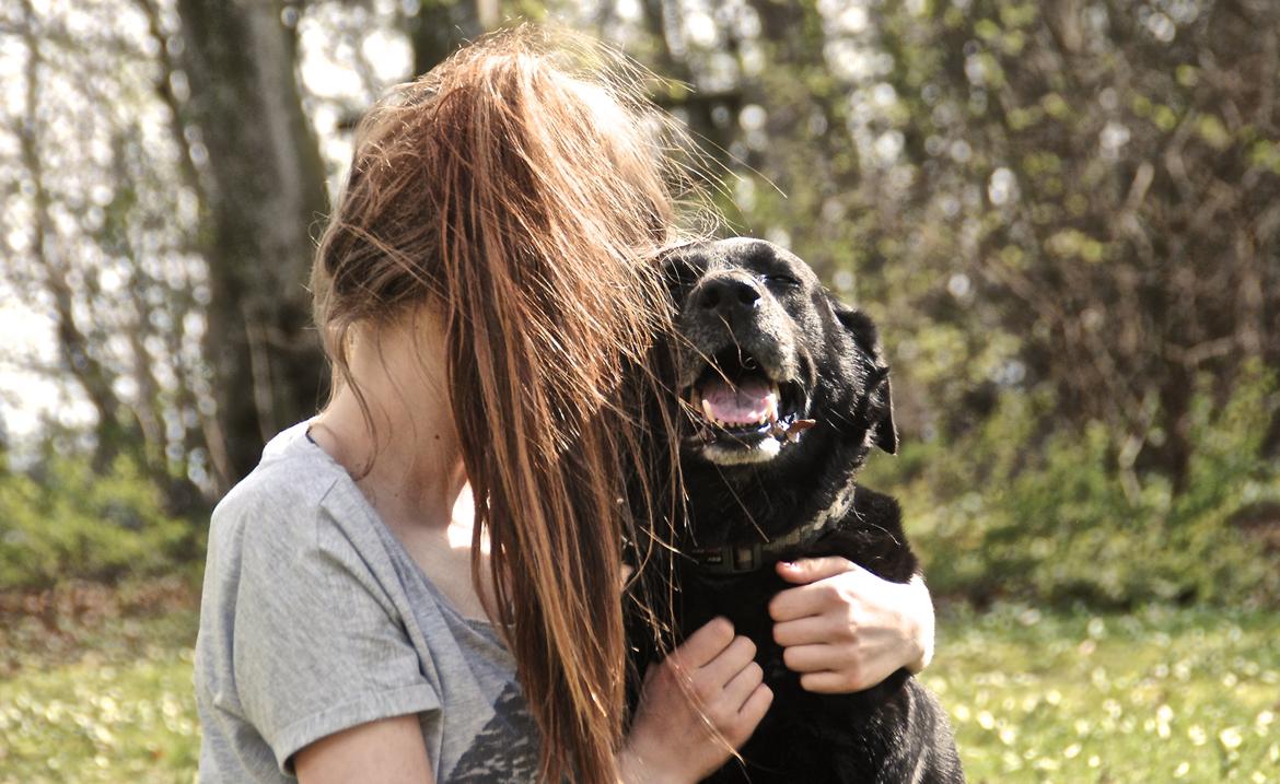 Labrador retriever Newton <3 billede 4