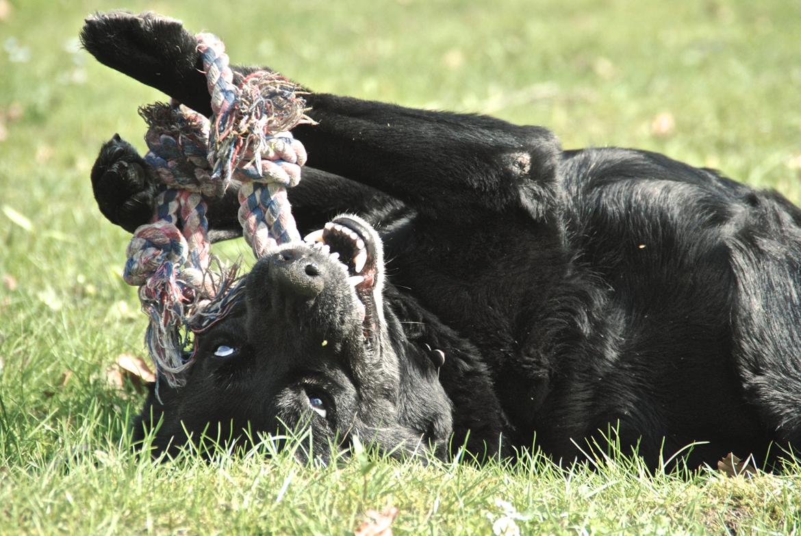 Labrador retriever Newton <3 billede 26