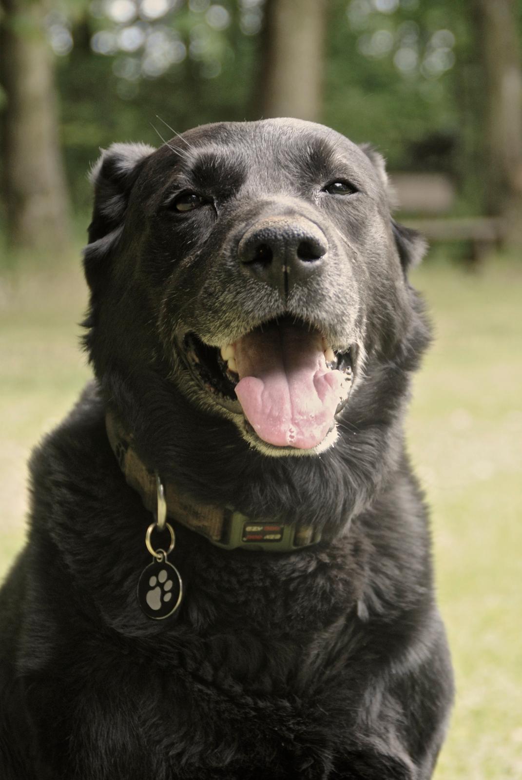 Labrador retriever Newton <3 billede 27