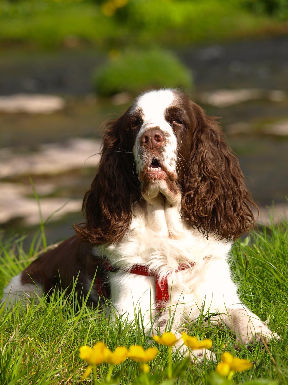Engelsk springer spaniel Ziroc Slot's Dominique (Døgg) billede 1