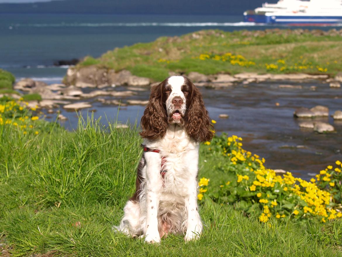 Engelsk springer spaniel Ziroc Slot's Dominique (Døgg) billede 3