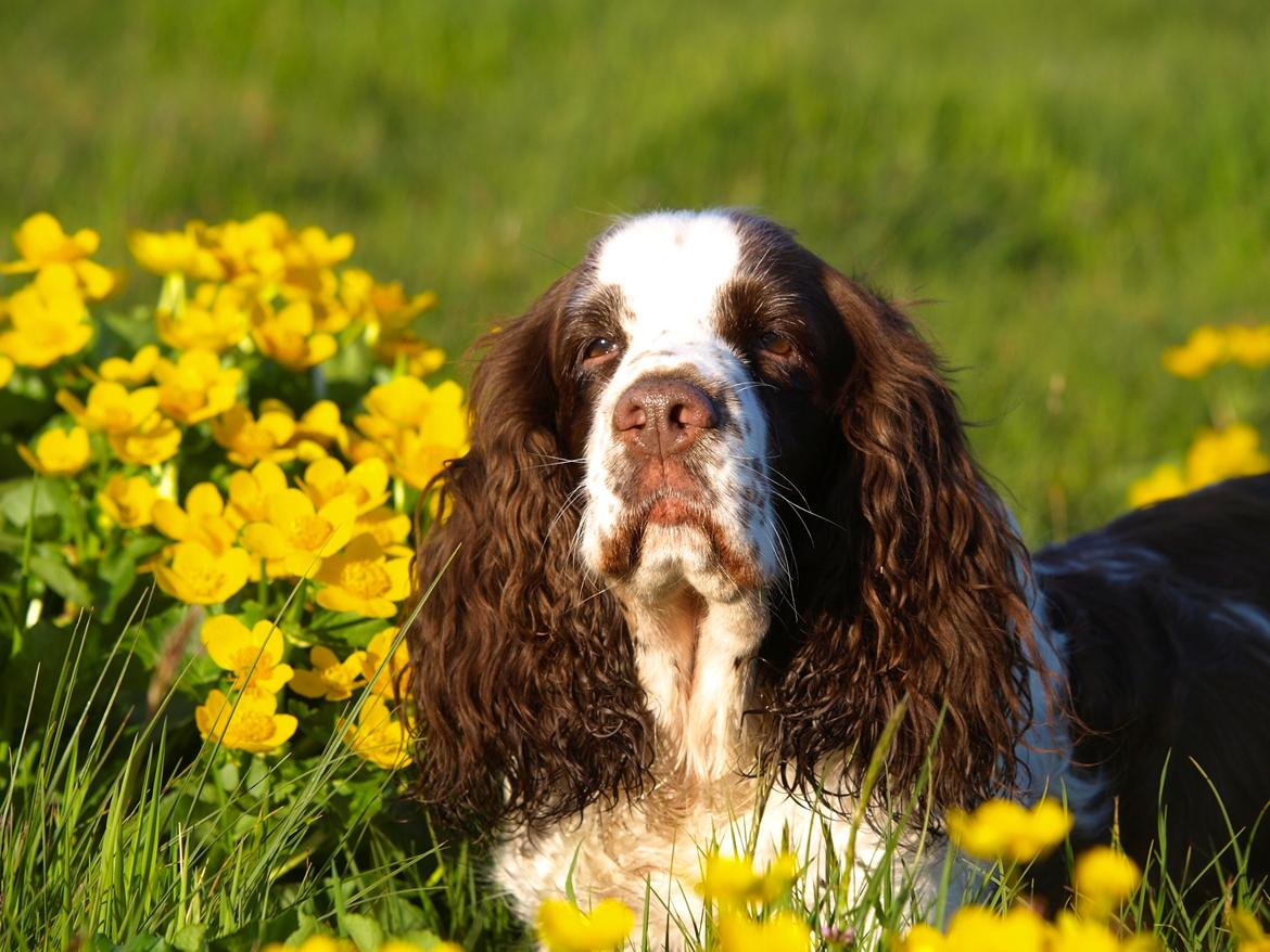 Engelsk springer spaniel Ziroc Slot's Dominique (Døgg) billede 2