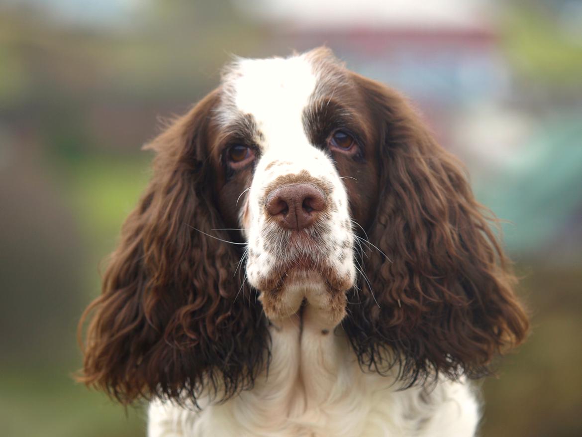 Engelsk springer spaniel Ziroc Slot's Dominique (Døgg) billede 4