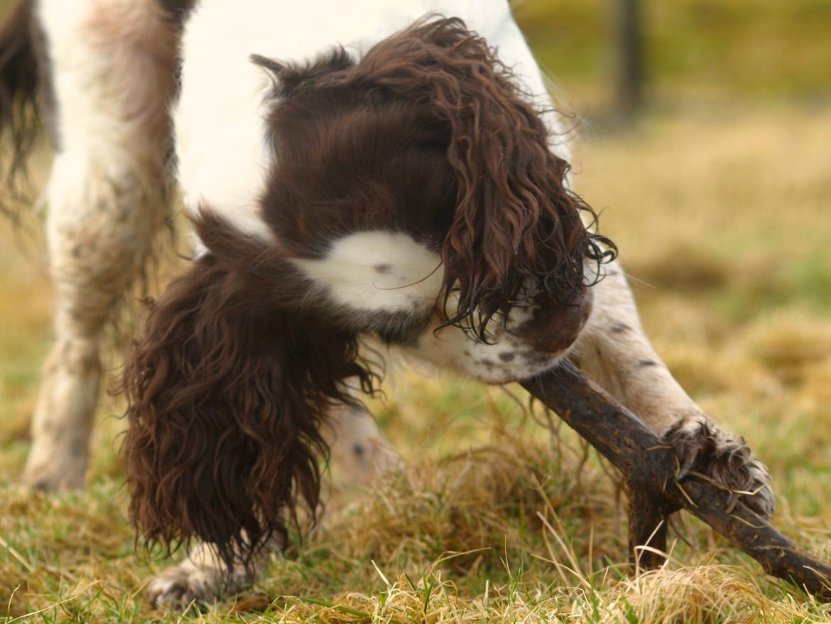 Engelsk springer spaniel Ziroc Slot's Dominique (Døgg) billede 5